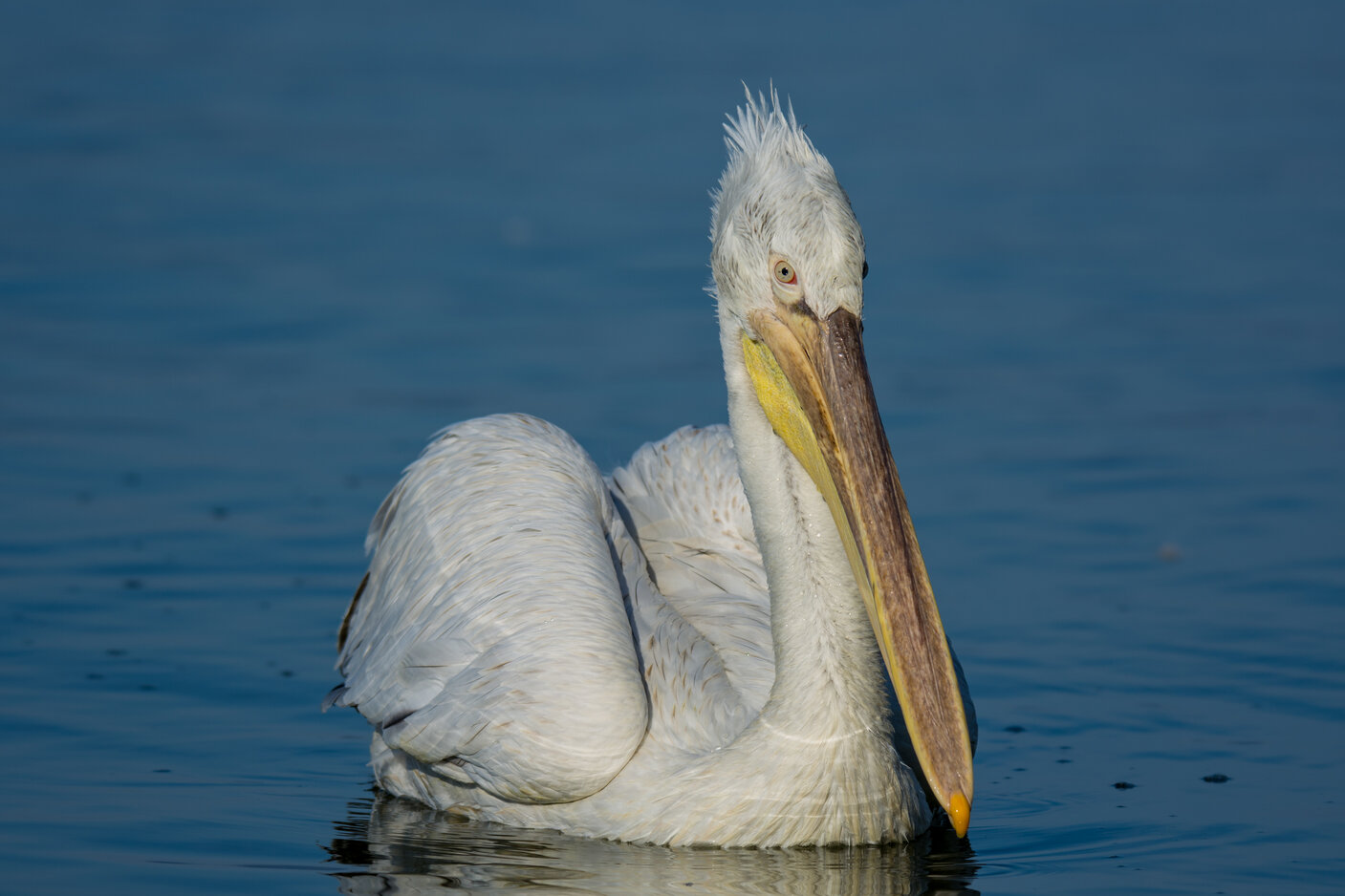 Birding in one of the most ancient European countries (Birds & Ancient History) -NEW-